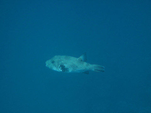 魚