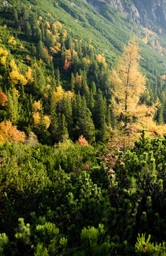 山