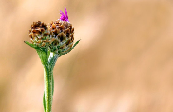 saisoner？ffnung [centaurea jacea]