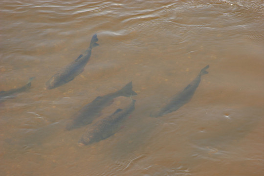 魚