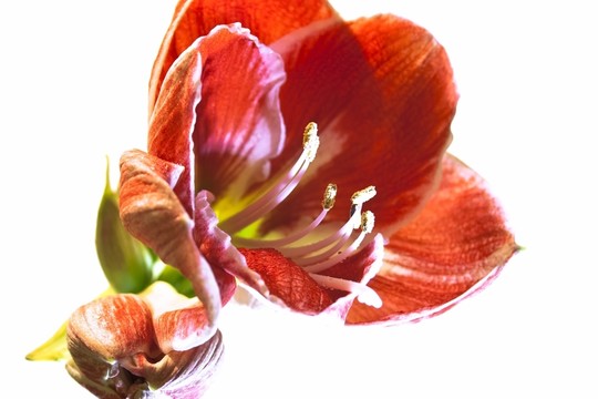孤挺花花