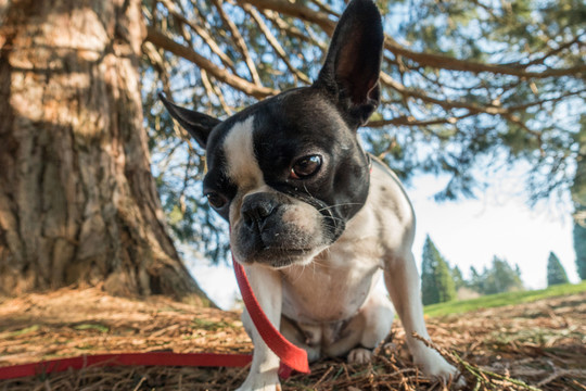 法國斗牛犬