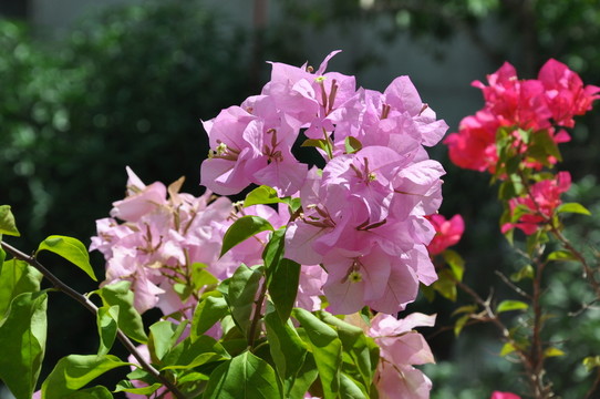 葉子花