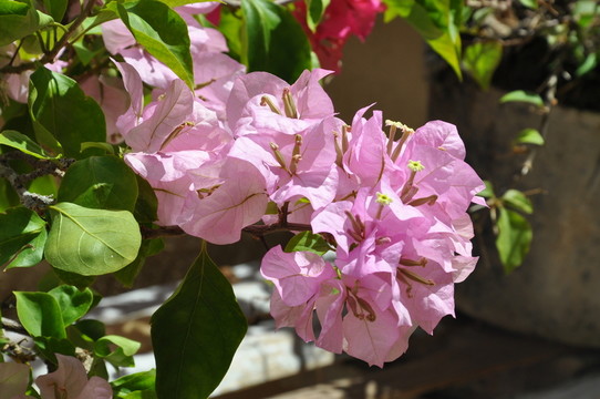 葉子花