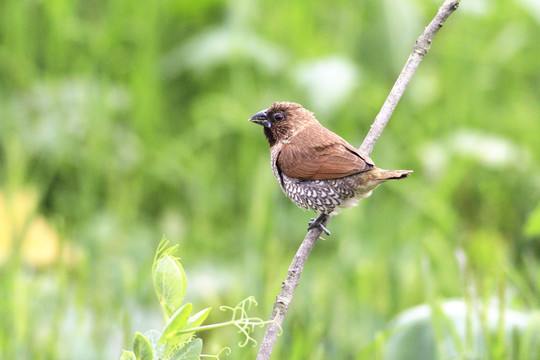 斑文鳥 標準照 高清