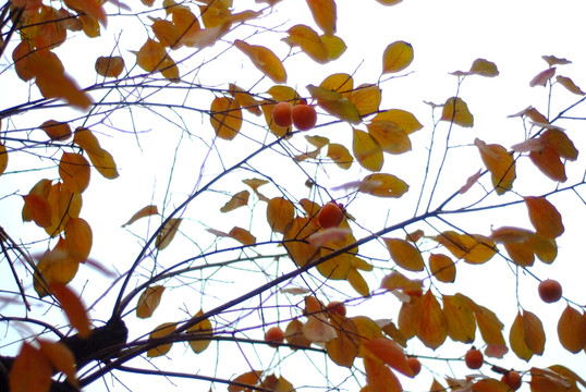 柿子樹紅葉