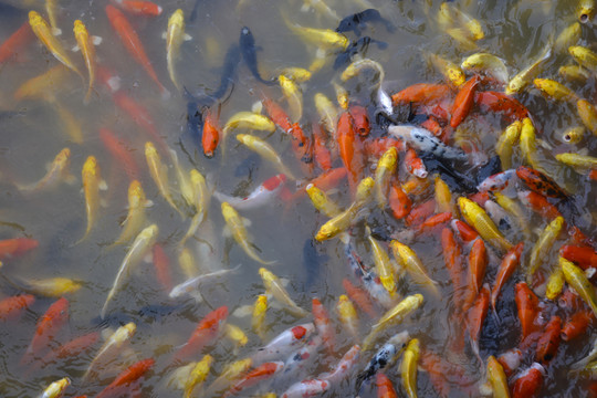 金魚 錦鯉