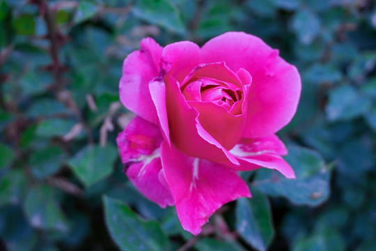 玫瑰花
