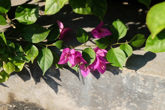 光葉子花