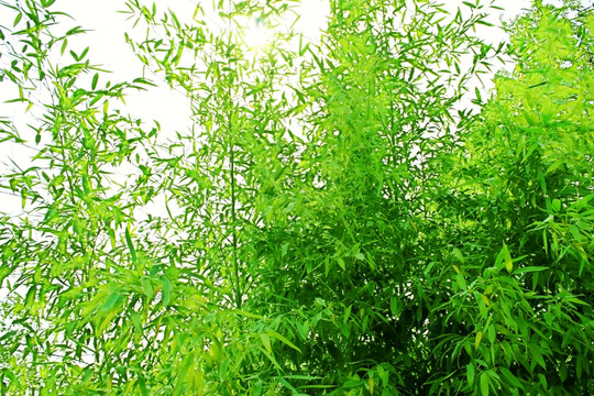 青竹