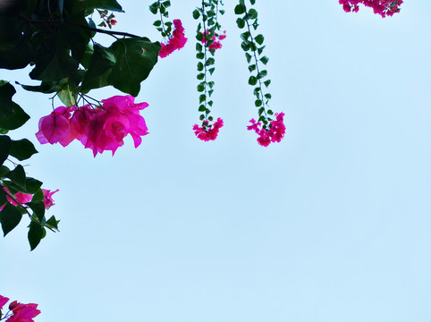 鮮花