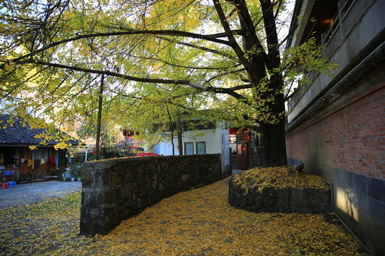 銀杏樹