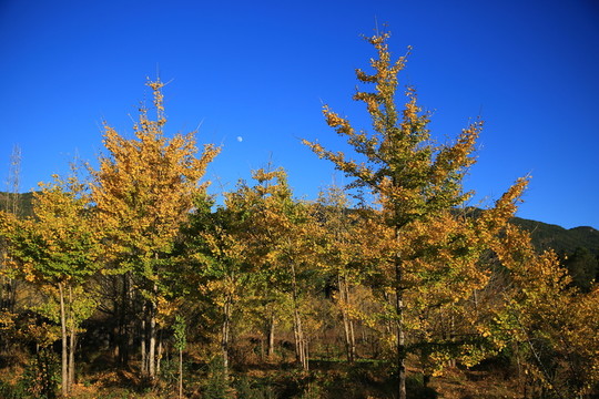 銀杏樹