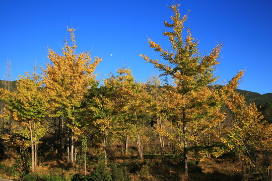 銀杏樹(shù)