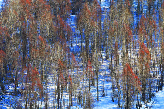 山坡樹(shù)林雪景
