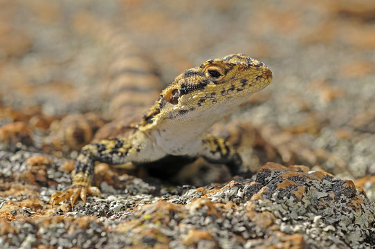 ctenophorus ornatus