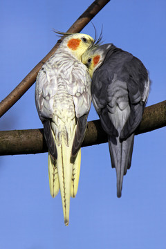 schmusende cockatiels