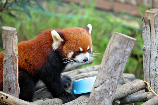 公園