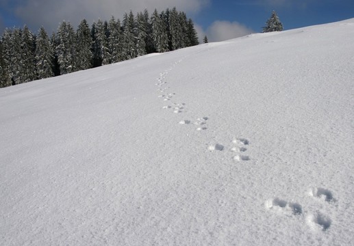 在雪中的軌道