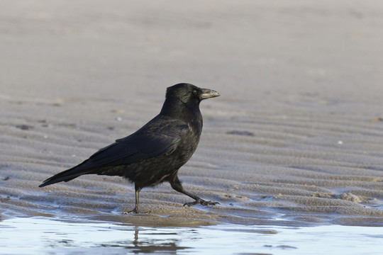 烏鴉（烏鴉座corax）