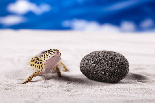 動物