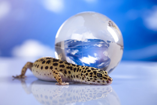 動物