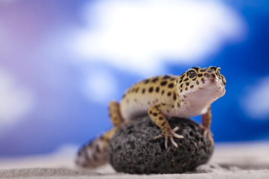 動物