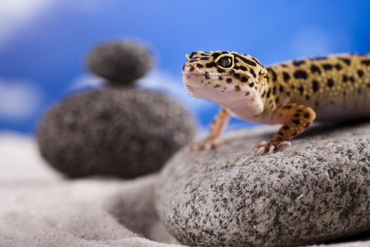 動物