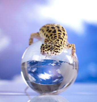 動物