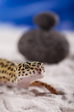動物