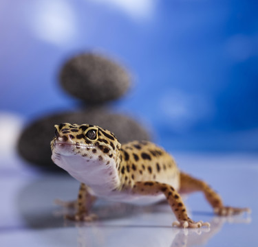 動物