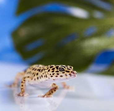 動物