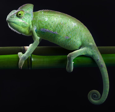 動物