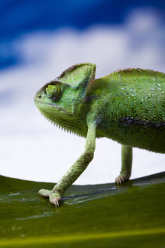 動物