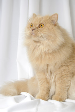 動物