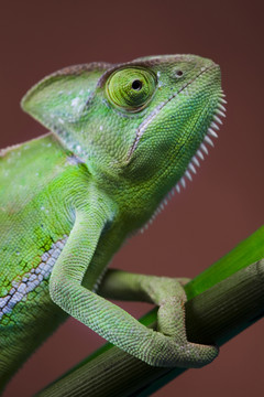 動物