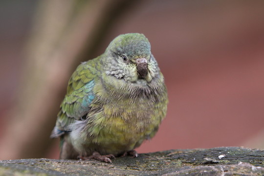 鳥