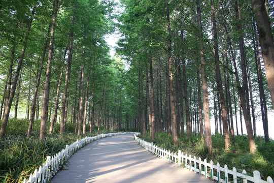 樹林小路
