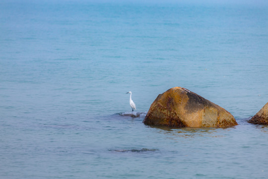 滄海白鷺