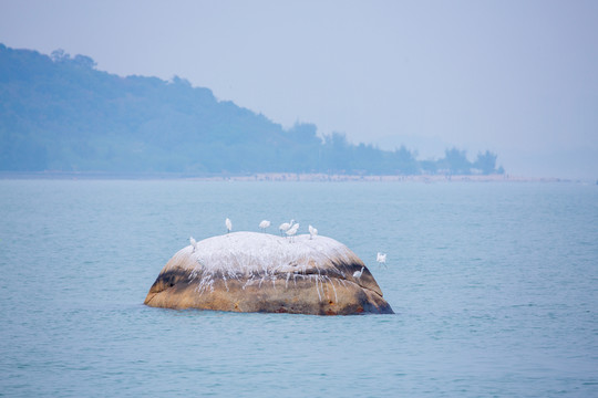 滄海白鷺