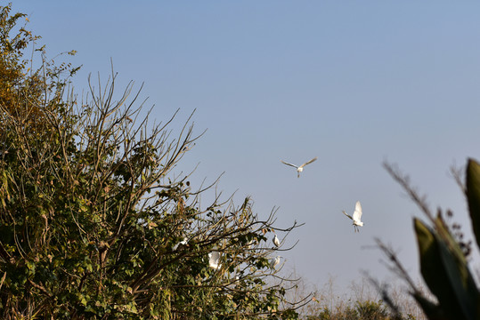 濕地 鷺鳥