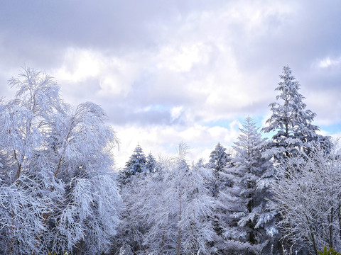 冬季森林雪景