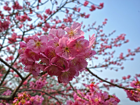 櫻花
