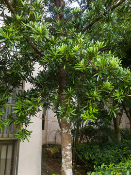 蘭嶼羅漢松