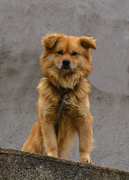 狗