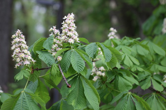 kastanienblüten