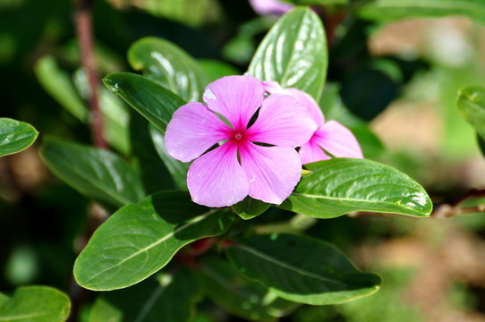 馬達(dá)加斯加長春花