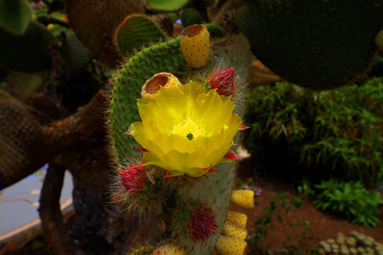黃色kaktuslüte