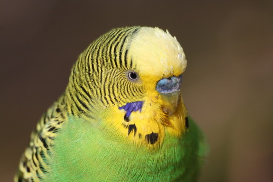 鸚鵡