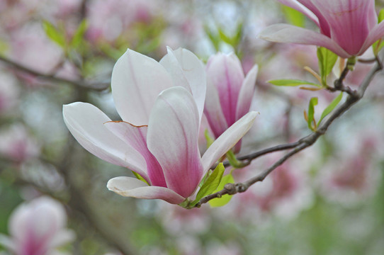 玉蘭開(kāi)花